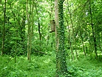 Madárlak
