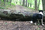 A turistaut jelzése kidölt.