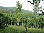 Az erdő