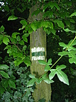 Zöld