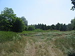 Mező