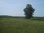Rejtekfa
