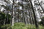 Út a gerincen