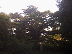 a cedrus