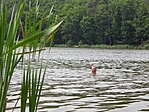 tónál István