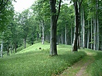 gerincen