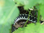 Snake?!A láda őre