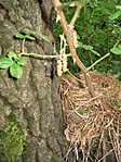 A fészek