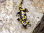 Foltos Szalamander