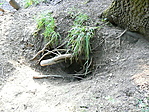 rókalyuk