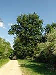 Útmenti Ent