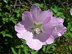Mályva
