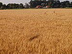 kalászos