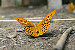 lepke pihenő