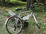 Drótszamár a rejtés közelében