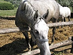 Barátságosak