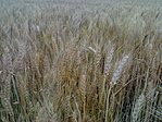 érik a búza