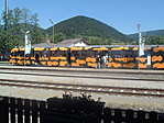 Szalamandra