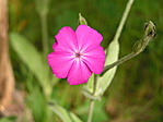 Gyönyörködve