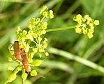 Kettesben