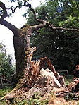 Csonkán