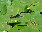 Tavirózsák