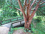 Fahíd a parkban
