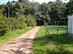 erdő1