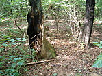 láda