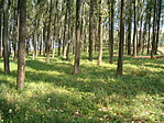 erdő