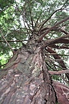 Mamutfenyő az Arborétumban