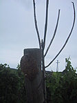 Táblamaradék