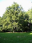 Árnyas