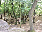 erdő