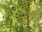 Boróka