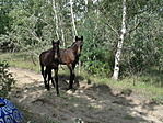 A csikók