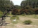 Nagy kócsag (Egretta Alba)