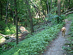 a "szakadék"