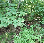a láda