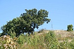 Az első pont
