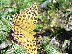 Nyári lepke