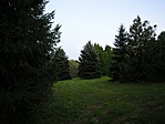 fenyőcsoportok