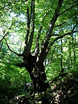 Sárkány-matatás