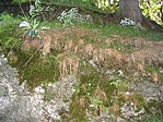 Aljnövényzet