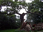 Élő-holt