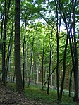 Lankás