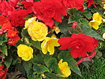 Begonia