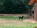 Kutya