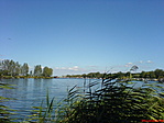 Sirályos