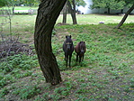 kiváncsi pónik